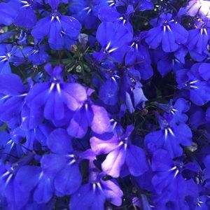 Meet your Posher, Sydney